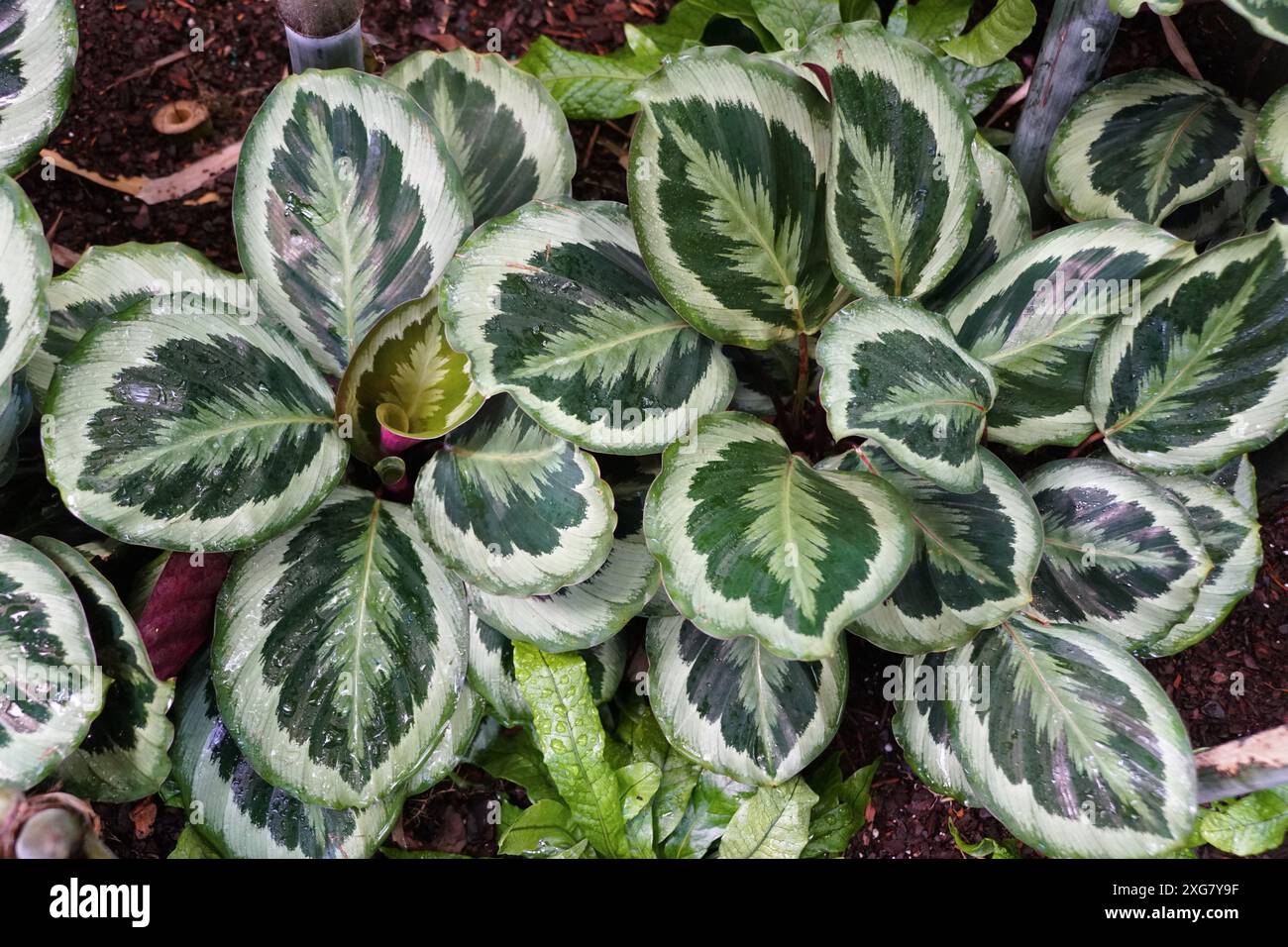 Bellissimo motivo a foglia di Calathea Marion, una popolare pianta di casa Foto Stock