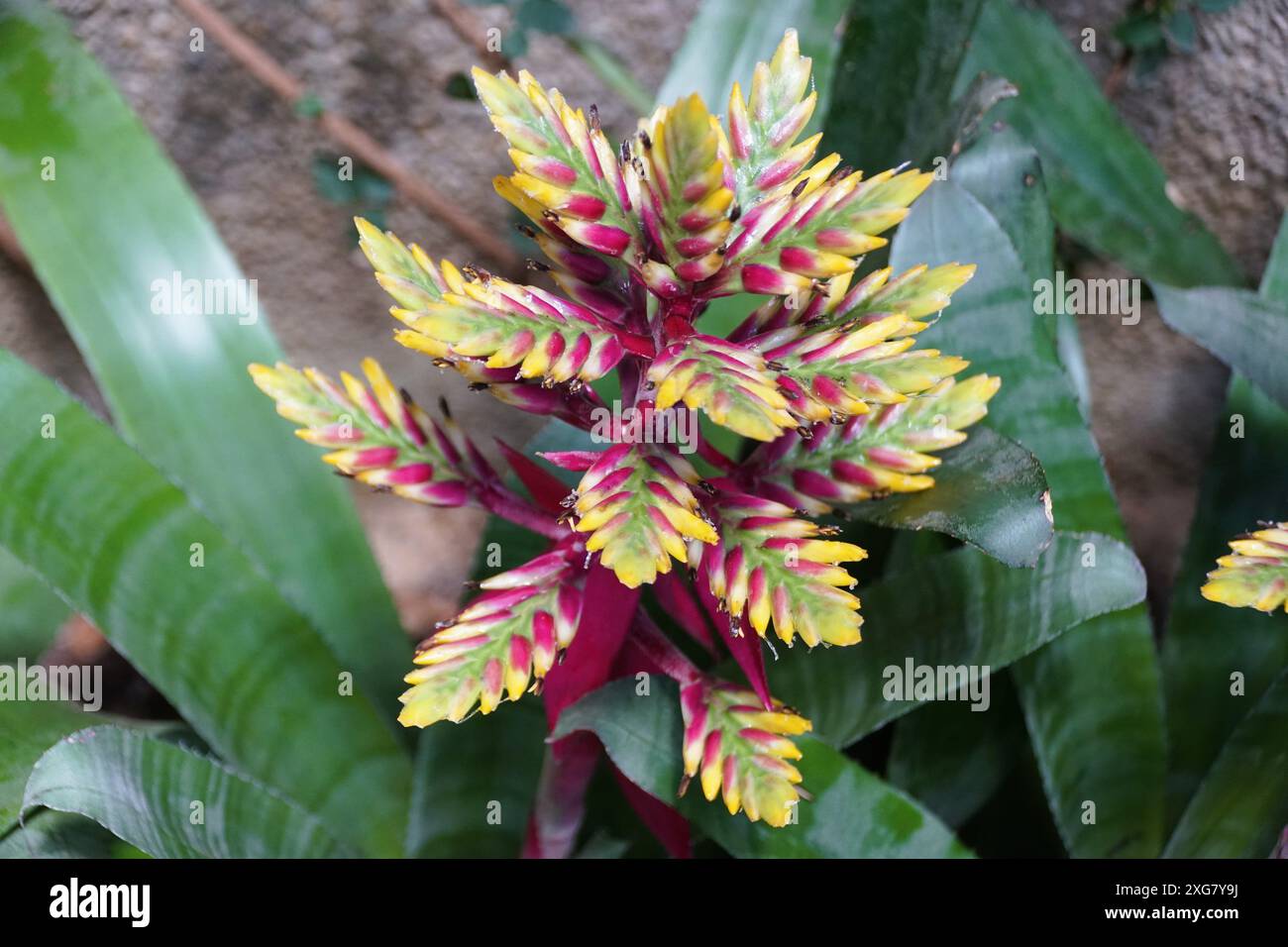 Fiore rosso, giallo e verde della pianta Aechmea Fantasia Foto Stock