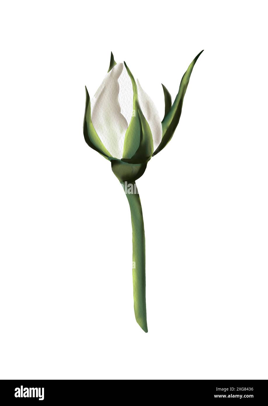 bocciolo di rose chiuso. Di medie dimensioni. Colore bianco. Lo stelo è verde senza spine. Tema vintage. Illustrazione acquerello. Foto Stock