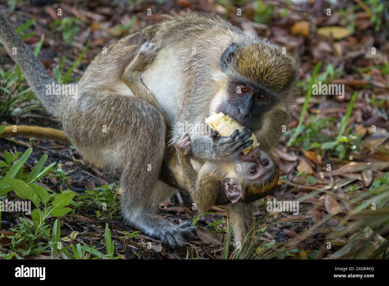 African Green Monkey e il suo bambino mangiano una banana Foto Stock