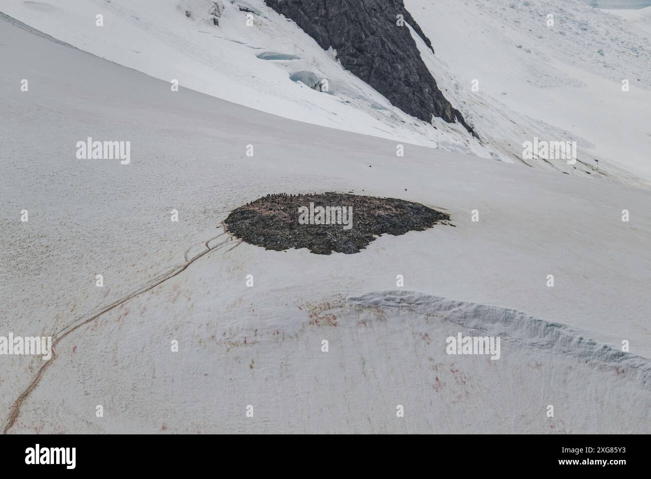 La colonia di pinguini di Gentoo si trova in cima al canale di Lemaire, conosciuta come "Kodak Gap", la penisola antartica. Foto Stock