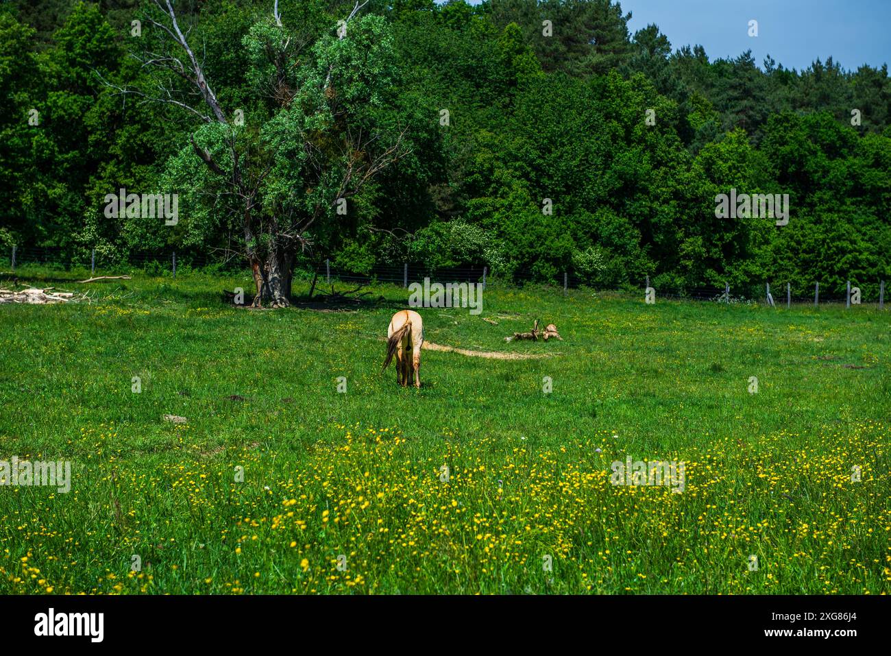 Il cavallo selvatico, Equus ferus, è una specie del genere Equus. Foto Stock