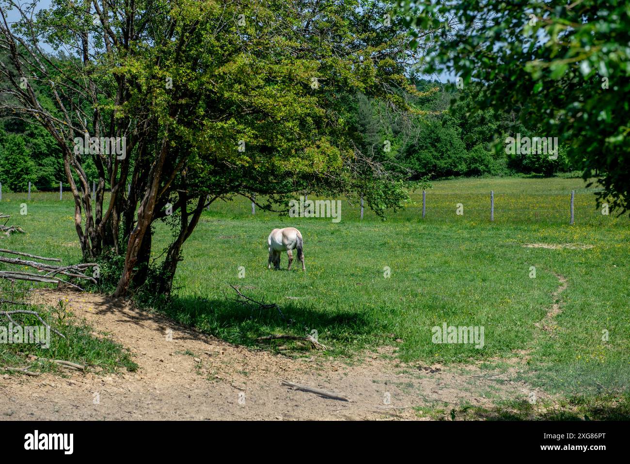 Il cavallo selvatico, Equus ferus, è una specie del genere Equus. Foto Stock