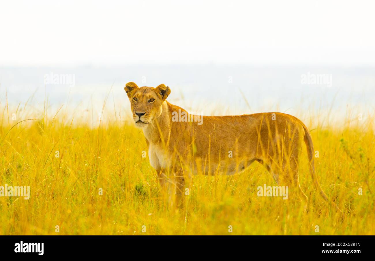 Lioness in piedi nell'erba gialla alta. Riserva di caccia Masai Mara. Kenya. Foto Stock