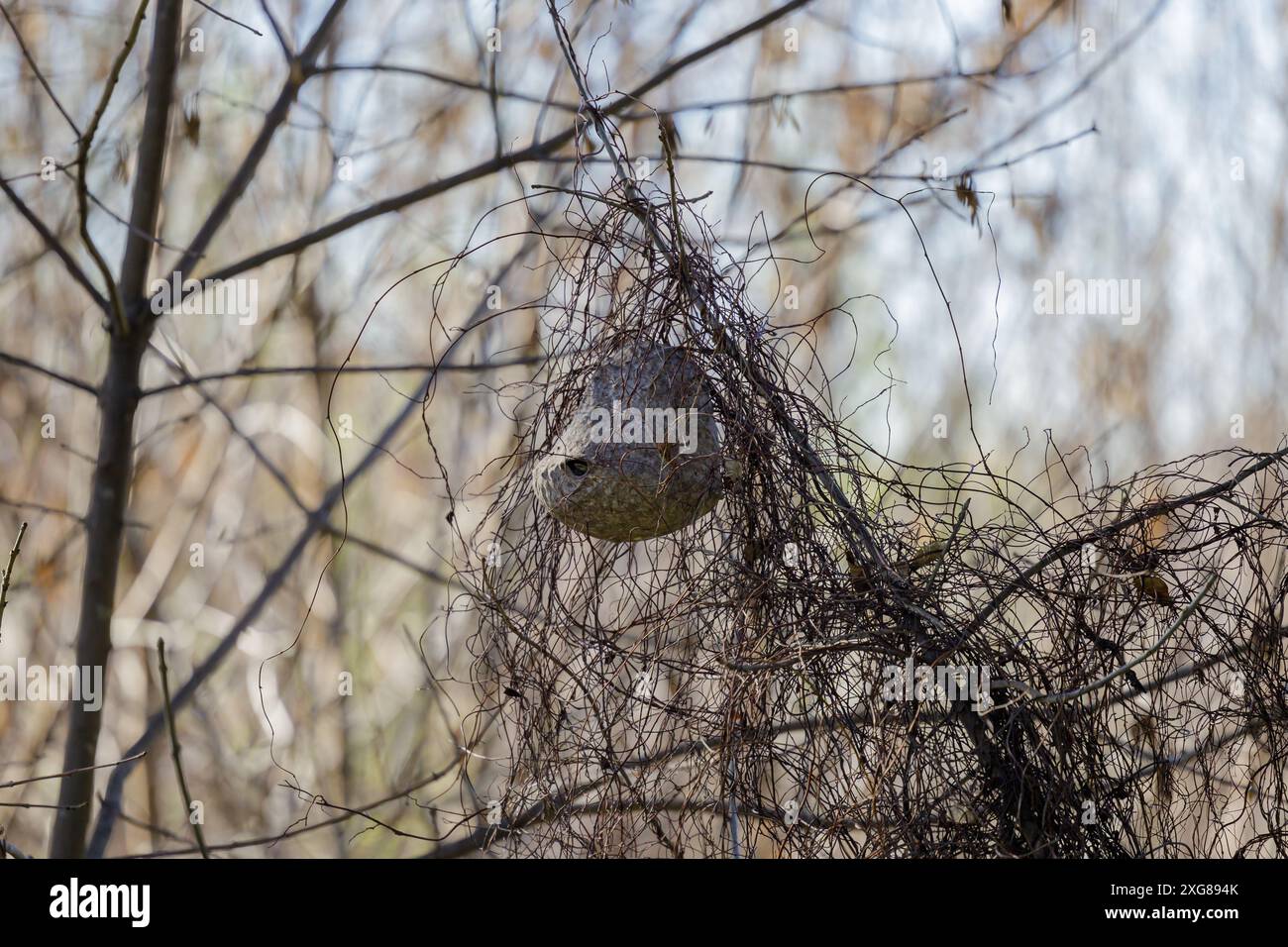 Favo di lecheguana (Brachygastra lecheguana) nella riserva ecologica costiera meridionale della città di Buenos Aires. Foto Stock
