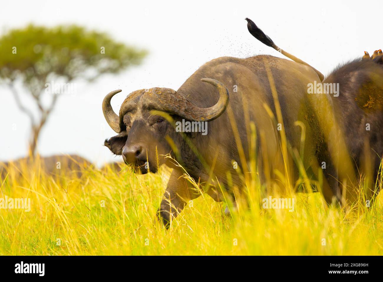Toro di bufalo africano o del Capo che cammina in erba gialla alta. Masai Mara Game Reserve, Kenya. Foto Stock Toro di bufalo africano o del Capo che cammina in erba gialla alta. Masai Mara Game Reserve, Kenya. Foto Stock