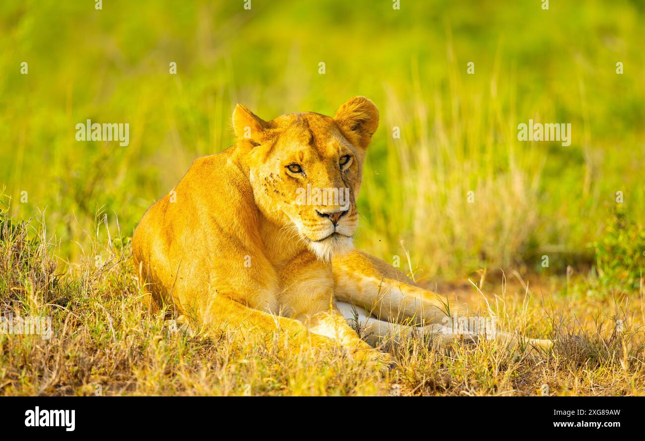Leonessa seduta nell'erba. Masai Mara Game Reserve, Kenya. Foto Stock