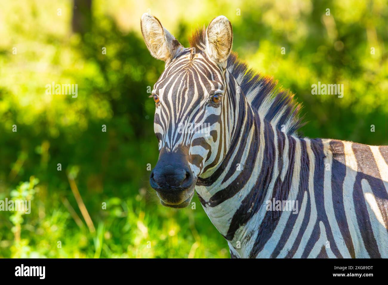 Ritratto di zebra delle pianure nella riserva di caccia Masai Mara, Kenya. Foto Stock