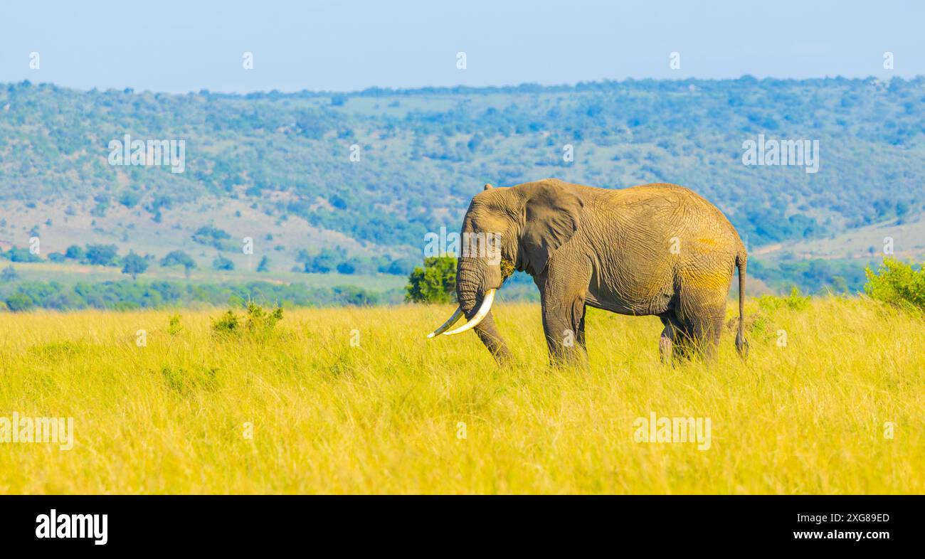 Toro elefante africano che pascolano nella riserva di caccia Masai Mara, Kenya. Foto Stock