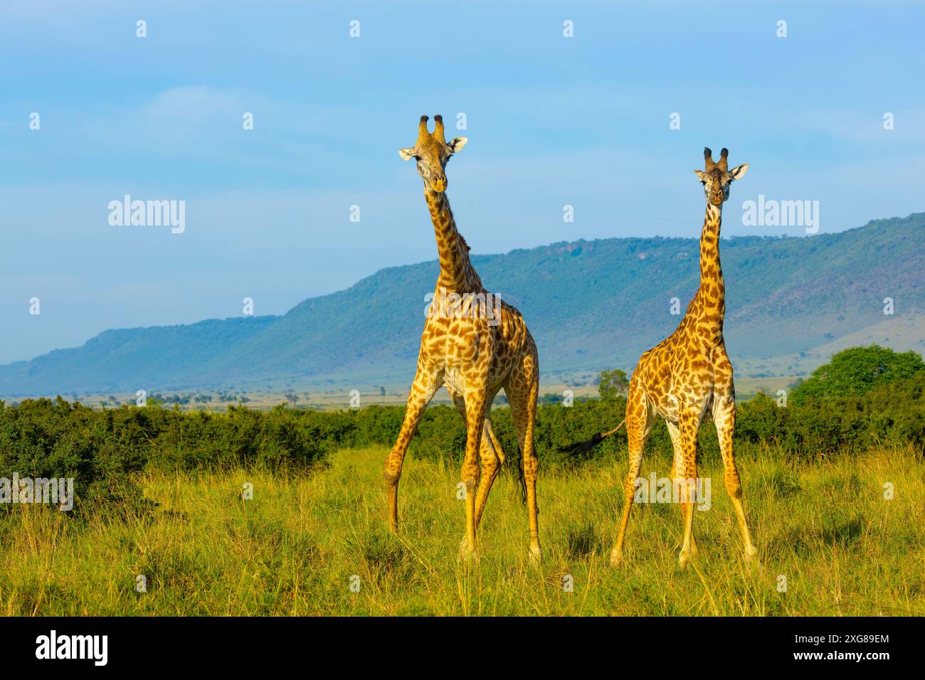 Un paio di giraffe Masai nella savana. Masai Mara Game Reserve, Kenya. Foto Stock