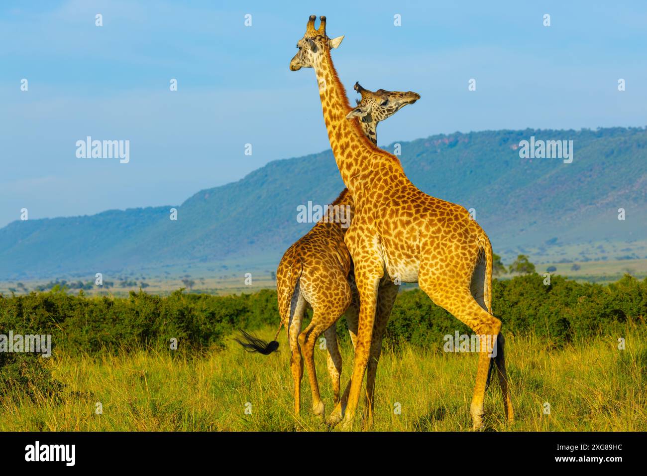 Un paio di giraffe Masai che praticano il collo. Masai Mara Game Reserve, Kenya. Foto Stock