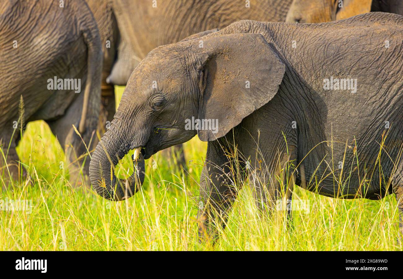 Ritratto ravvicinato di un piccolo elefante africano a Masai Mara Foto Stock