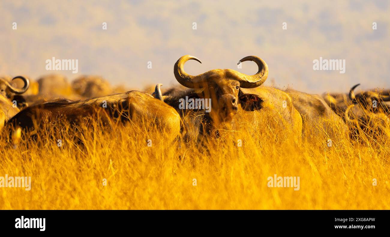 Mandria di bufali africani in erba gialla alta. Cratere Ngoro, Tanzania. Foto Stock Mandria di bufali africani in erba gialla alta. Cratere Ngoro, Tanzania. Foto Stock