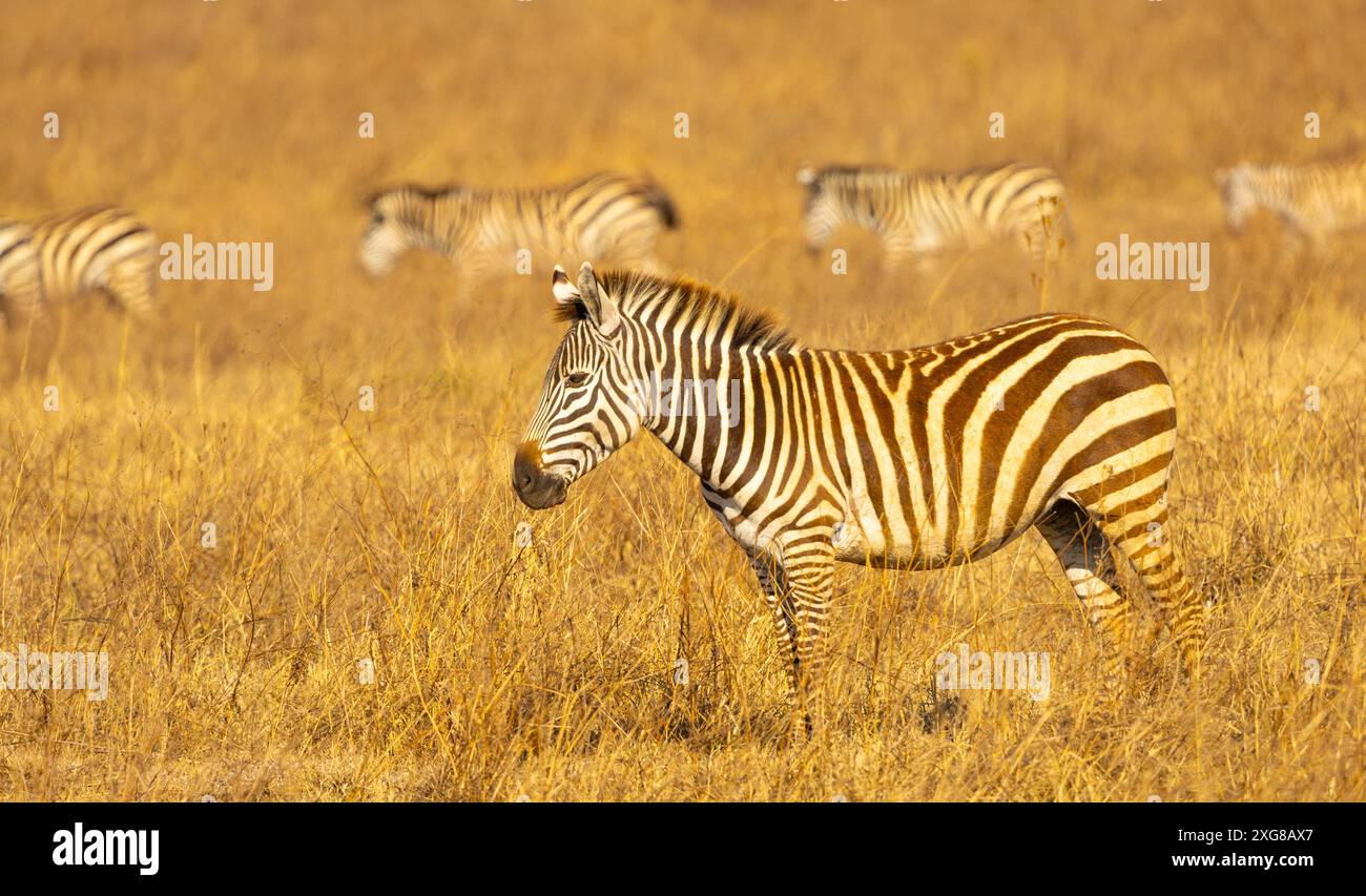 La zebra delle pianure solitarie è in piedi nell'erba gialla, mentre altre in un file passano sullo sfondo. Cratere Ngoro, Tanzania. Foto Stock