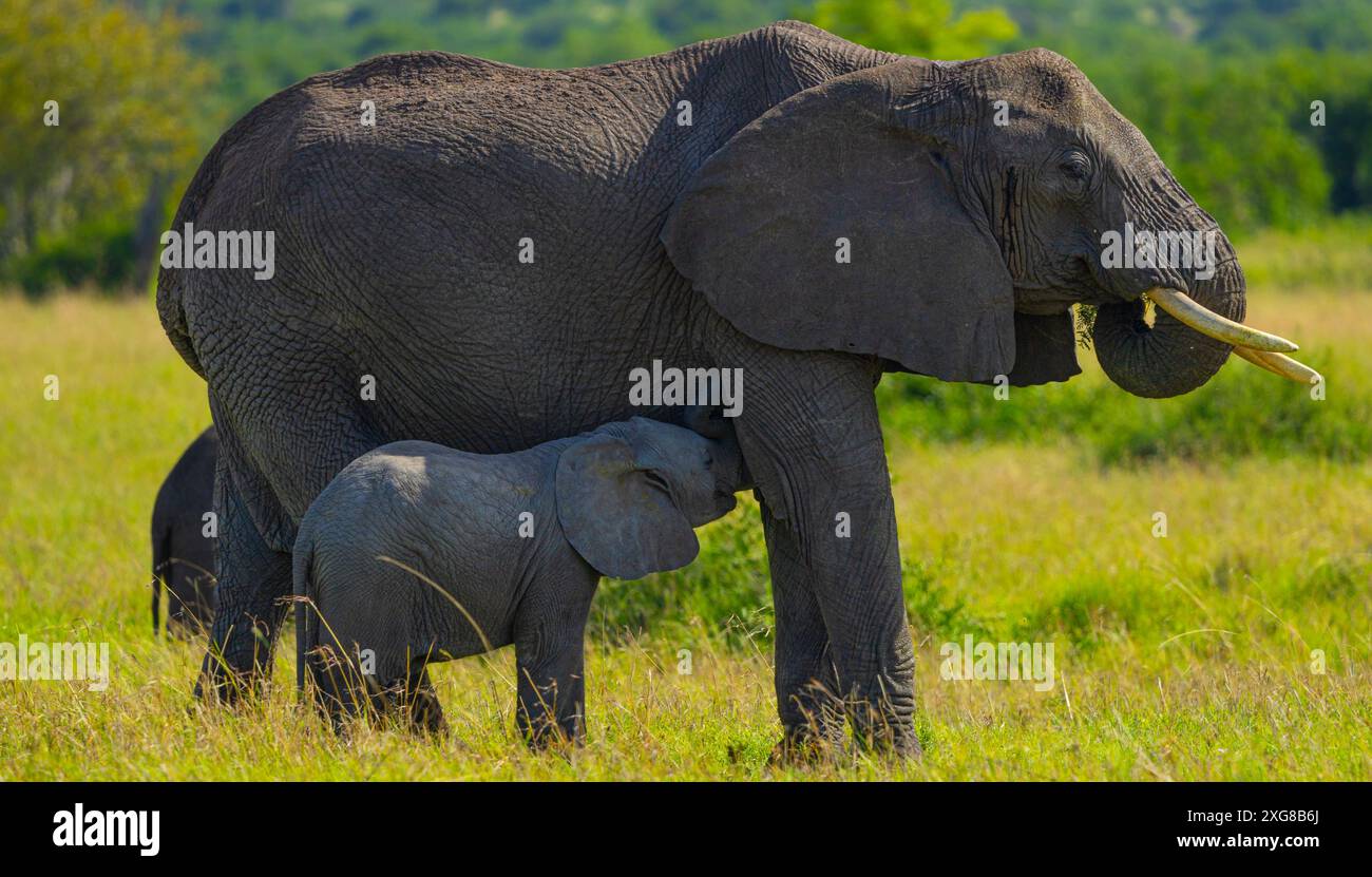 Alimentazione di elefanti africani. Serengeti occidentale, area di Grumeti. Parco nazionale del Serengeti, Tanzania. Foto Stock