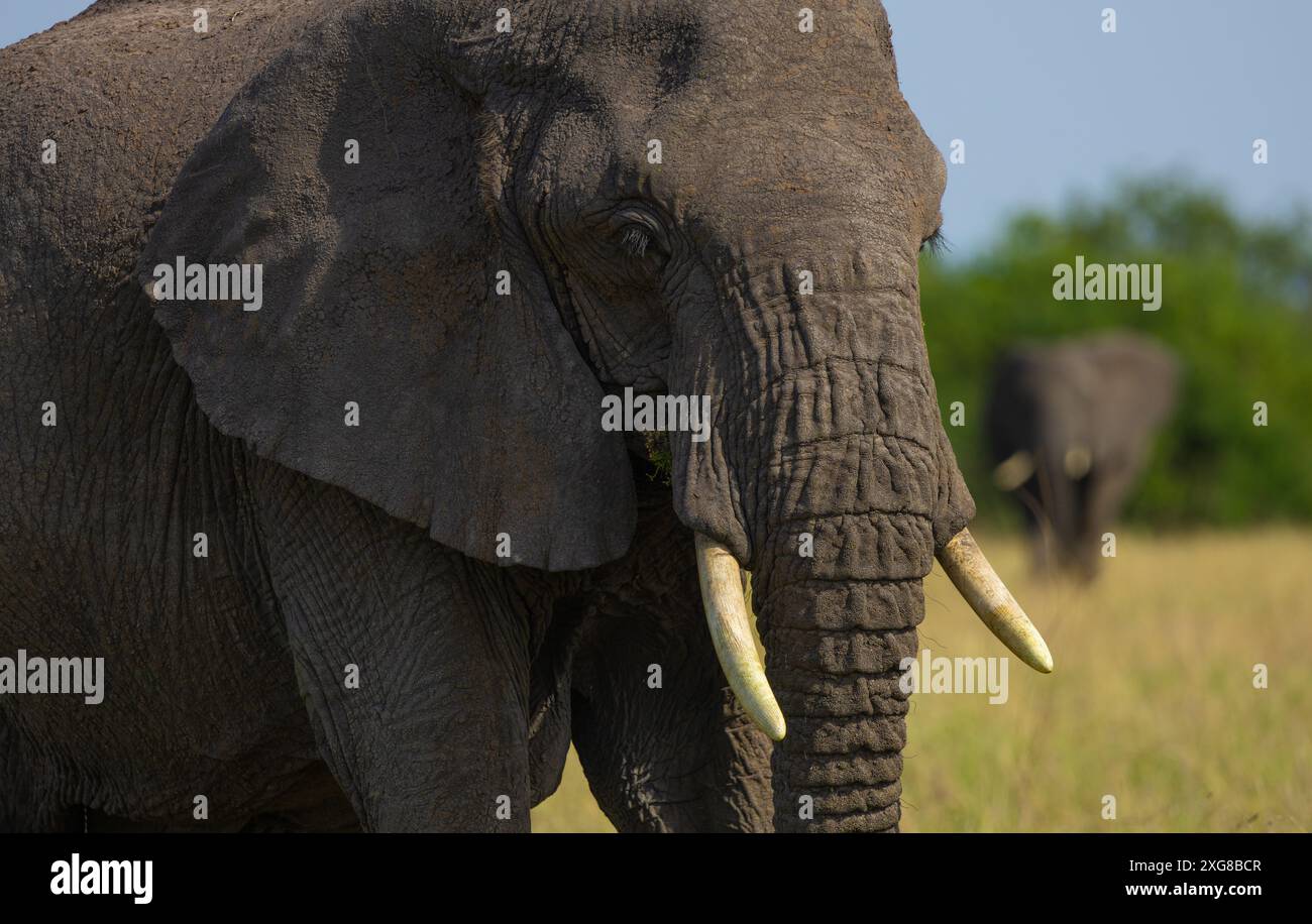 Ritratto ravvicinato di una mucca elefante africana. Serengeti occidentale, area di Grumeti. Parco nazionale del Serengeti, Tanzania. Foto Stock