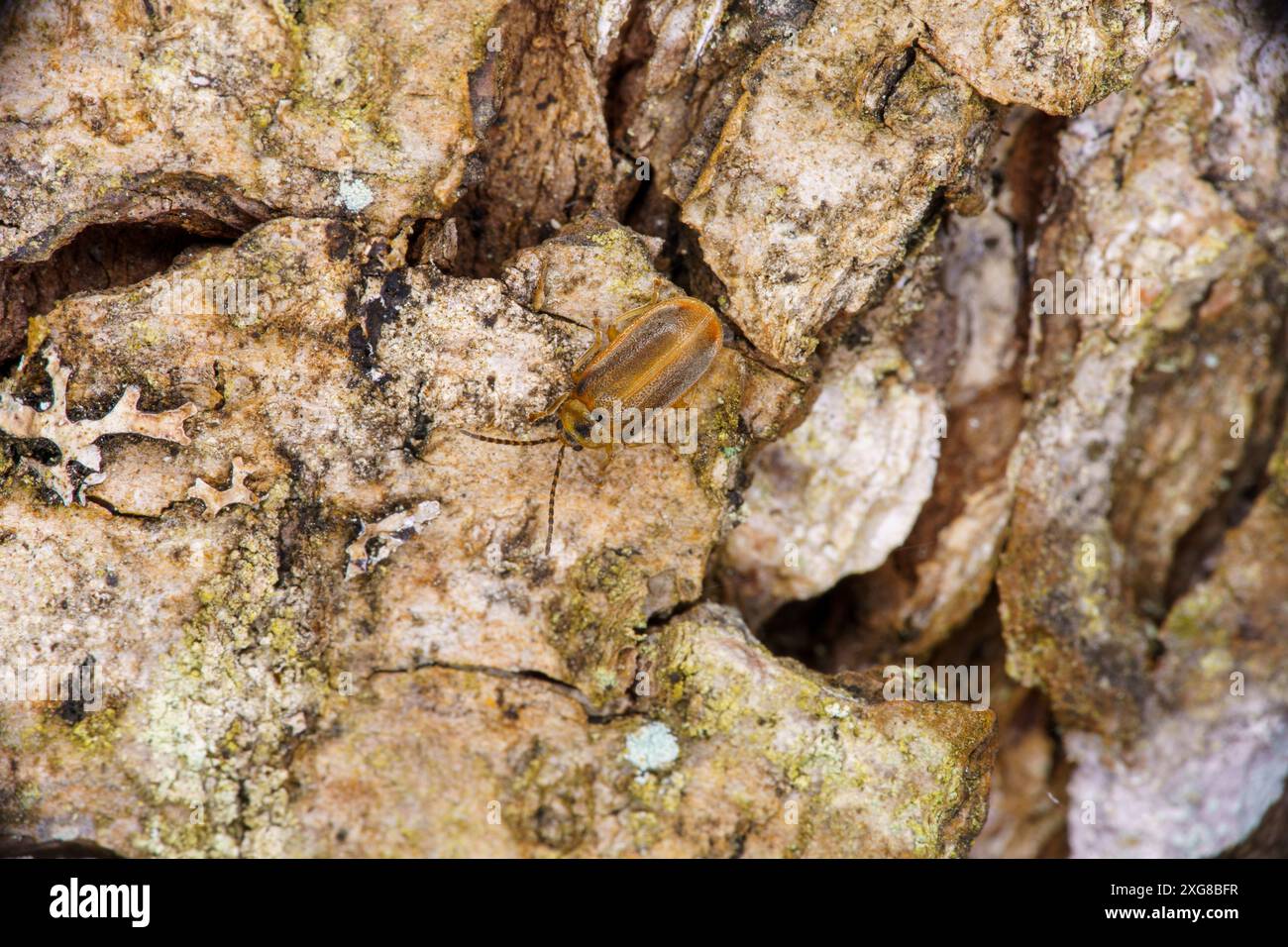 Galerucella lineola famiglia Chrysomelidae genere Galerucella scarabeo marrone natura selvaggia fotografia di insetti, foto, carta da parati Foto Stock