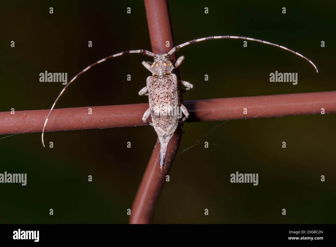 Acanthocinus aedilis famiglia Cerambycidae genere Acanthocinus Timberman coleottero Woodboring coleottero Longhorn natura selvaggia fotografia di insetti, foto Foto Stock