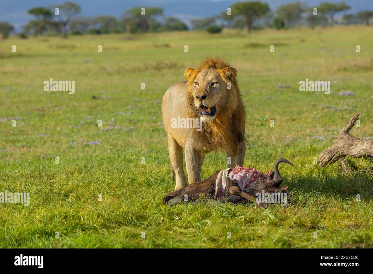 Leone maschio che si nutre di un GNU. Serengeti occidentale, area di Grumeti. Parco nazionale del Serengeti, Tanzania. Foto Stock