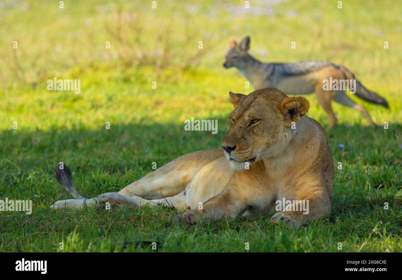 Lioness seduto all'ombra con uno sciacallo a schiena sottile sullo sfondo sperando di ottenere scarti di un leone ucciso nelle vicinanze. Serengeti. Tanzania. Foto Stock