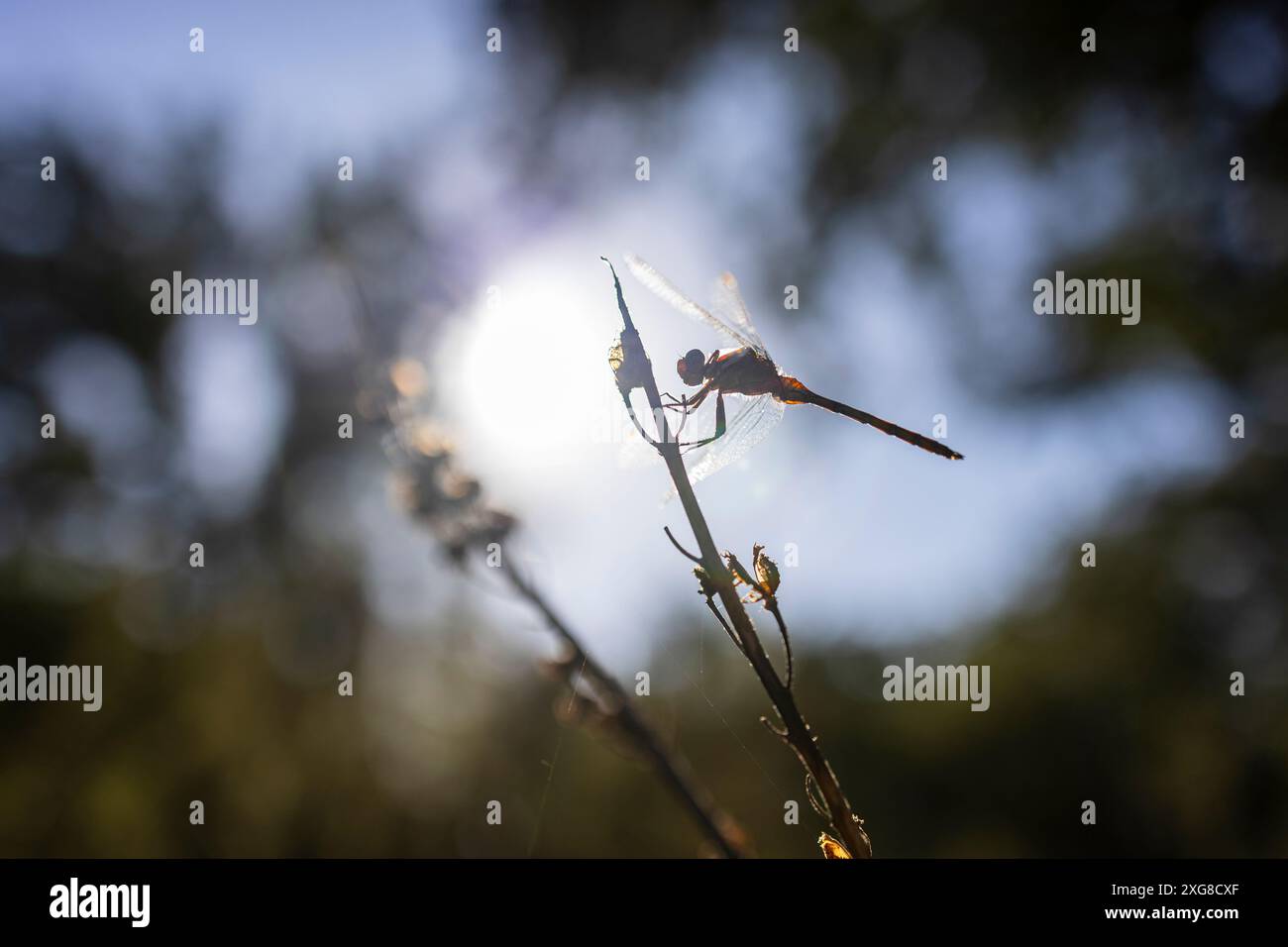 Sintra, Portogallo - 06 ottobre 2023 : Damselfly Foto Stock