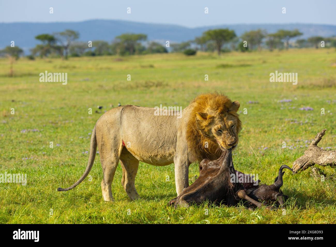 Leone maschio che si nutre di un GNU nel Serengeti occidentale. Area di Grumeti del Parco Nazionale del Serengeti, Tanzania. Foto Stock