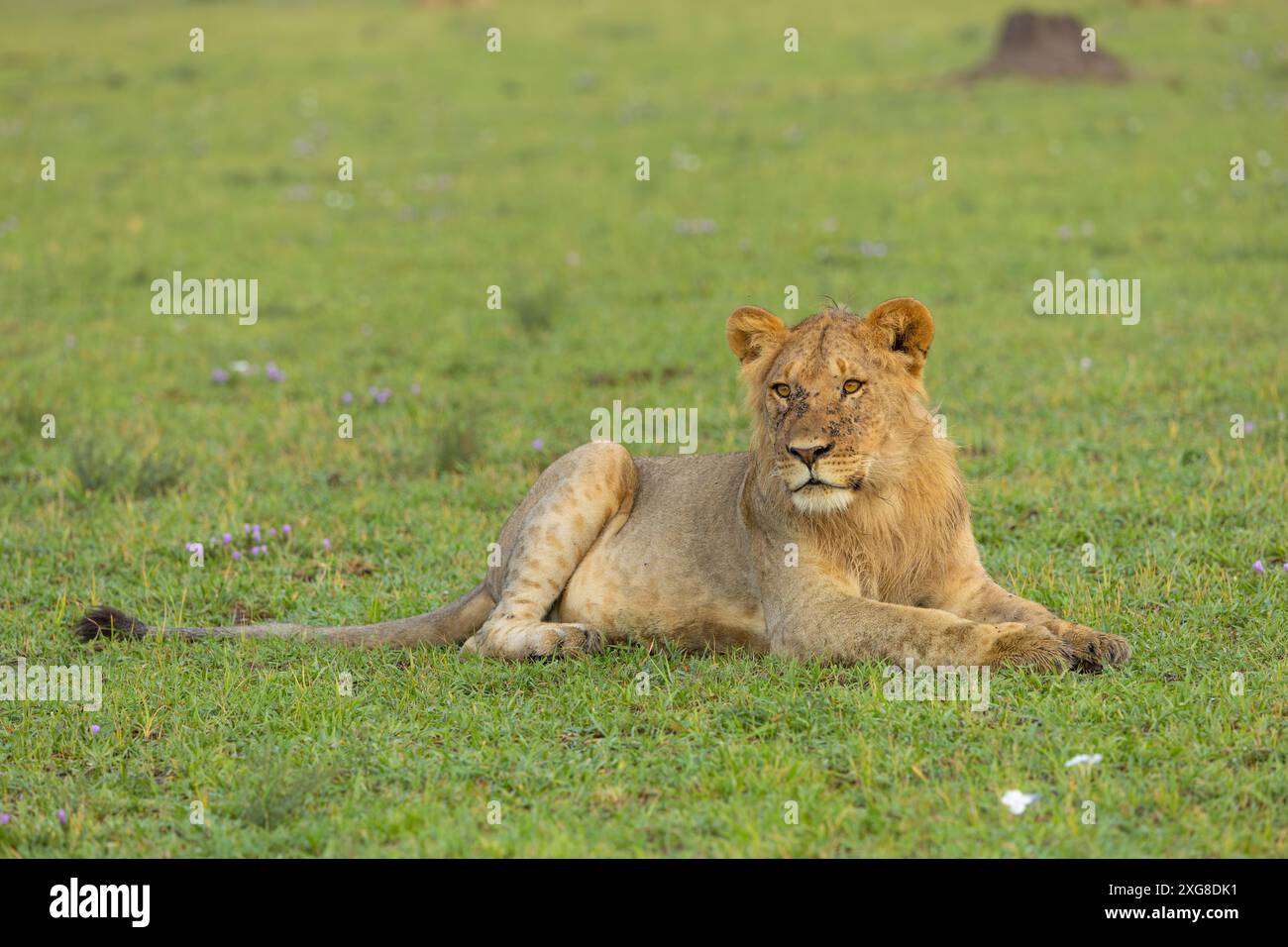 Ritratto ravvicinato di un leone maschio giovanile seduto nella savana. Serengeti occidentale, area di Grumeti. Parco nazionale del Serengeti, Tanzania. Foto Stock