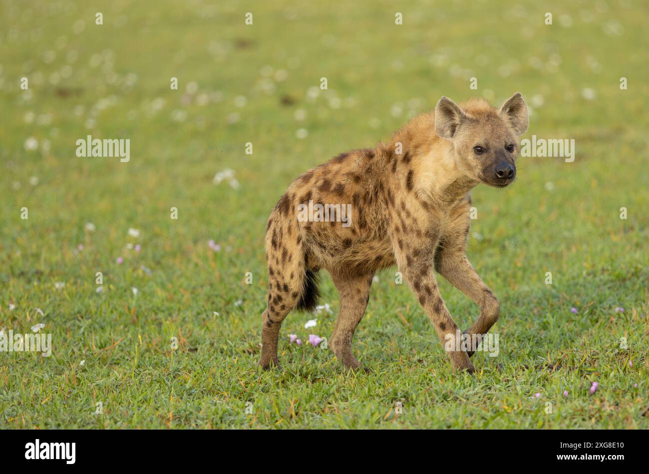 Iena avvistata o ridendo che corre nella pianura del Serengeti. Serengeti occidentale. Area di Grumeti. Parco nazionale del Serengeti. Foto Stock