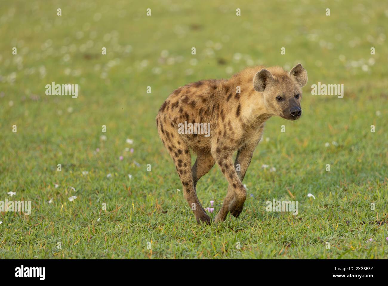 Iena avvistata o ridendo che corre nella pianura del Serengeti. Serengeti occidentale. Area di Grumeti. Parco nazionale del Serengeti. Foto Stock