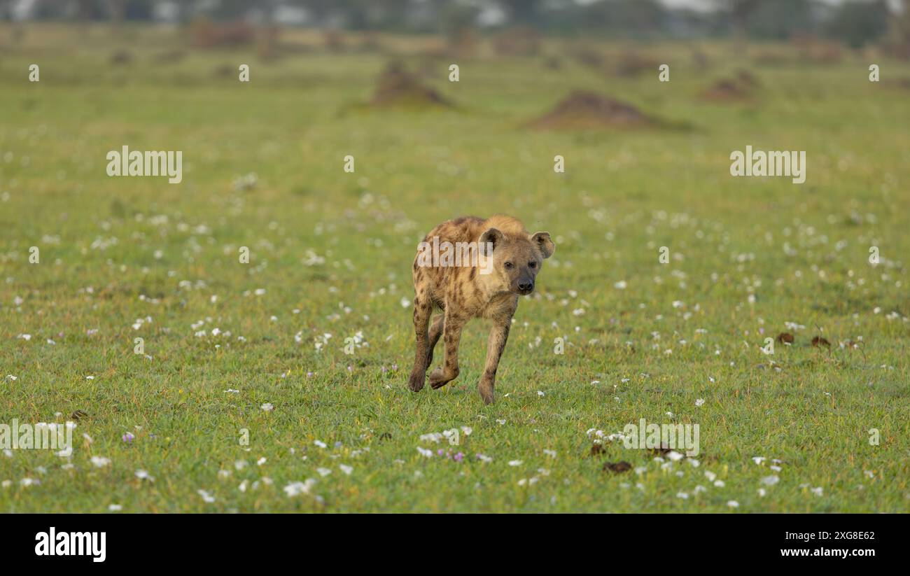 Iena avvistata o ridendo che corre nella pianura del Serengeti. Serengeti occidentale. Area di Grumeti. Parco nazionale del Serengeti. Foto Stock