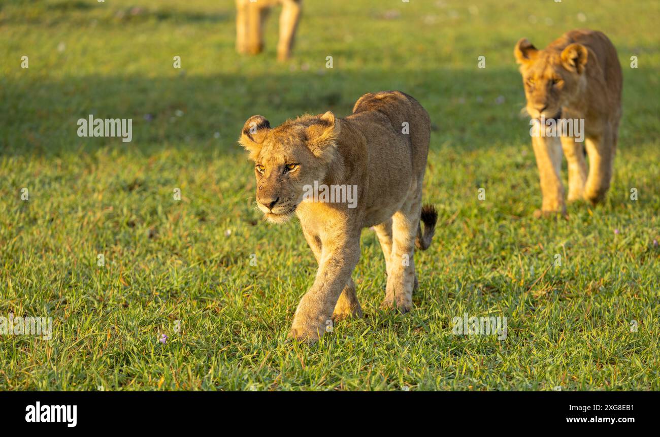 Cuccioli di leone sulla pattuglia mattutina dell'orgoglio. Serengeti occidentale, area di Grumeti. Parco nazionale del Serengeti, Tanzania. Foto Stock
