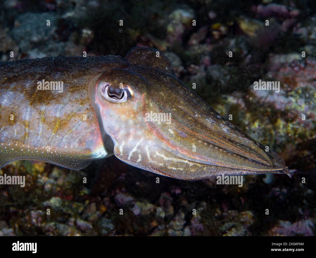 Seppie sott'acqua in mare (seppia officinalis, seppie comuni europee), mare Mediterraneo, scenario naturale, Spagna Foto Stock