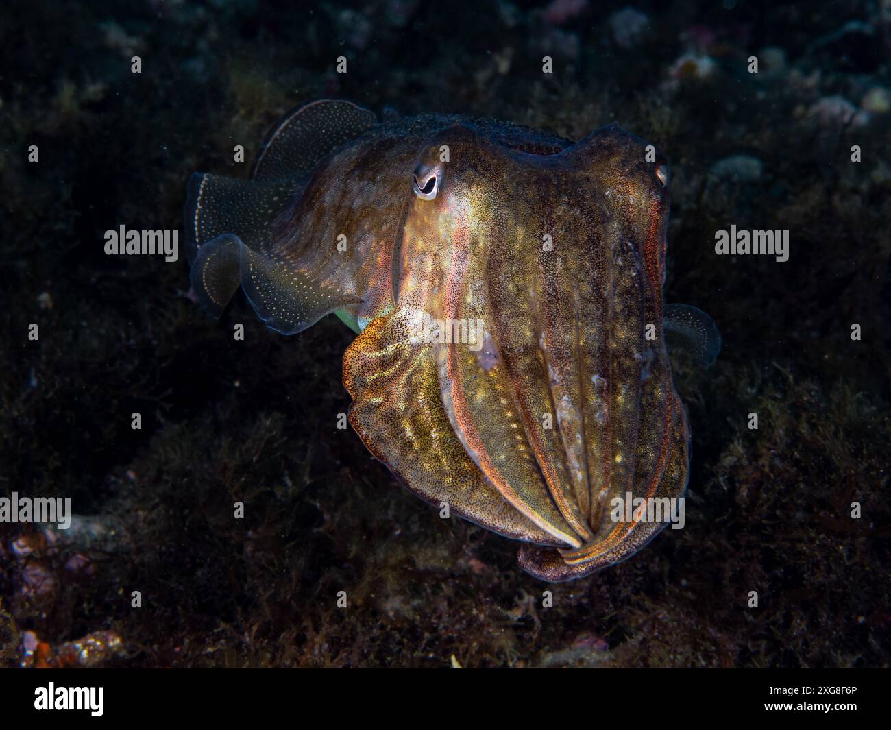 Seppie sott'acqua in mare (seppia officinalis, seppie comuni europee), mare Mediterraneo, scenario naturale, Spagna Foto Stock
