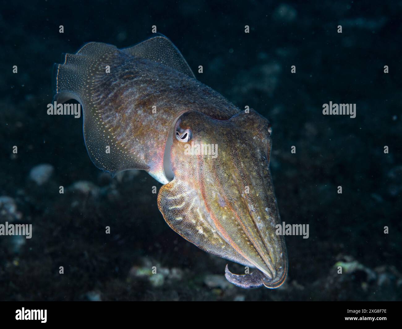 Seppie sott'acqua in mare (seppia officinalis, seppie comuni europee), mare Mediterraneo, scenario naturale, Spagna Foto Stock