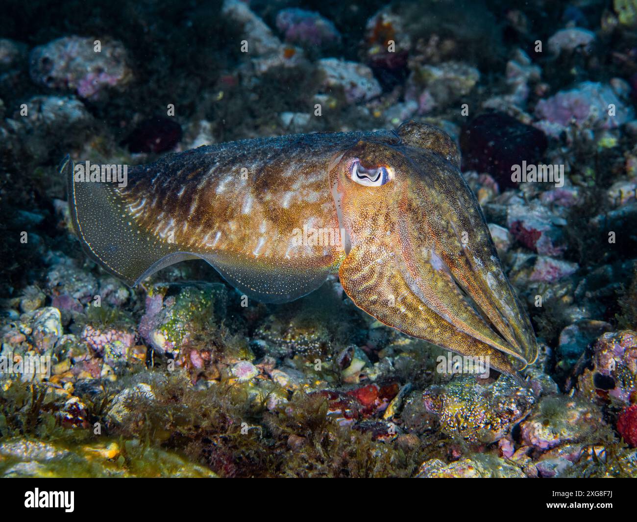 Seppie sott'acqua in mare (seppia officinalis, seppie comuni europee), mare Mediterraneo, scenario naturale, Spagna Foto Stock