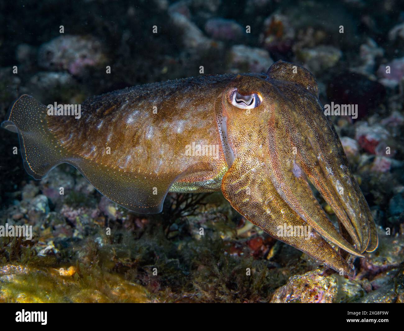 Seppie sott'acqua in mare (seppia officinalis, seppie comuni europee), mare Mediterraneo, scenario naturale, Spagna Foto Stock