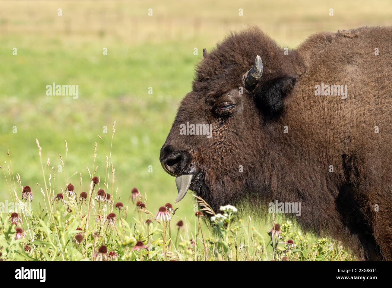 Un bisonte lecca un controfiore viola con la sua lingua. I fiori selvatici e i campi verdi riempiono lo sfondo. Foto Stock Un bisonte lecca un controfiore viola con la sua lingua. I fiori selvatici e i campi verdi riempiono lo sfondo. Foto Stock