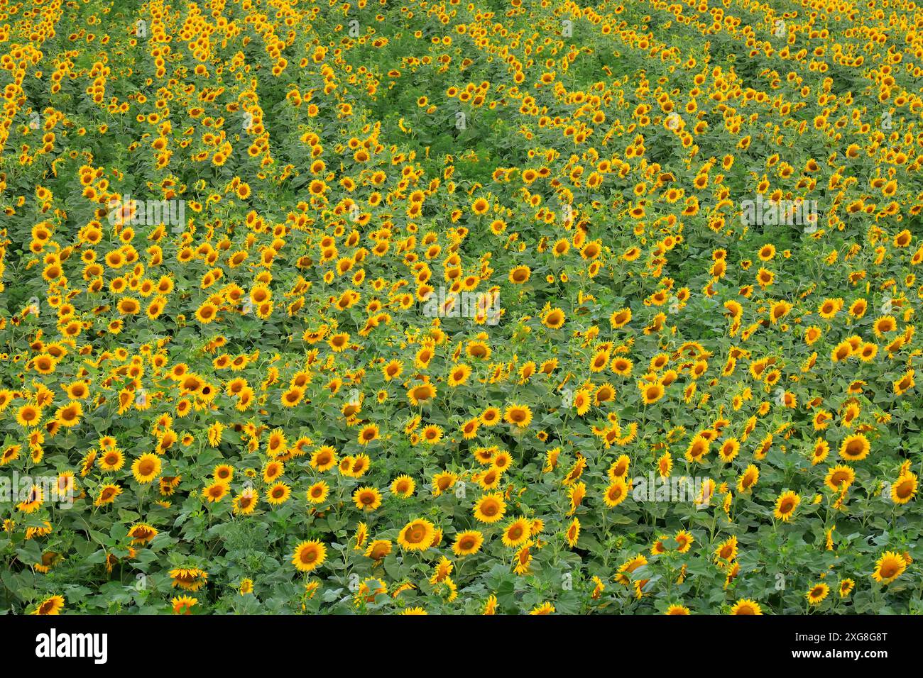 Un campo di girasoli fiorisce il giorno d'estate. Bellissimo sfondo di girasole, industria agricola, produzione di olio, miele, fiori naturali Foto Stock