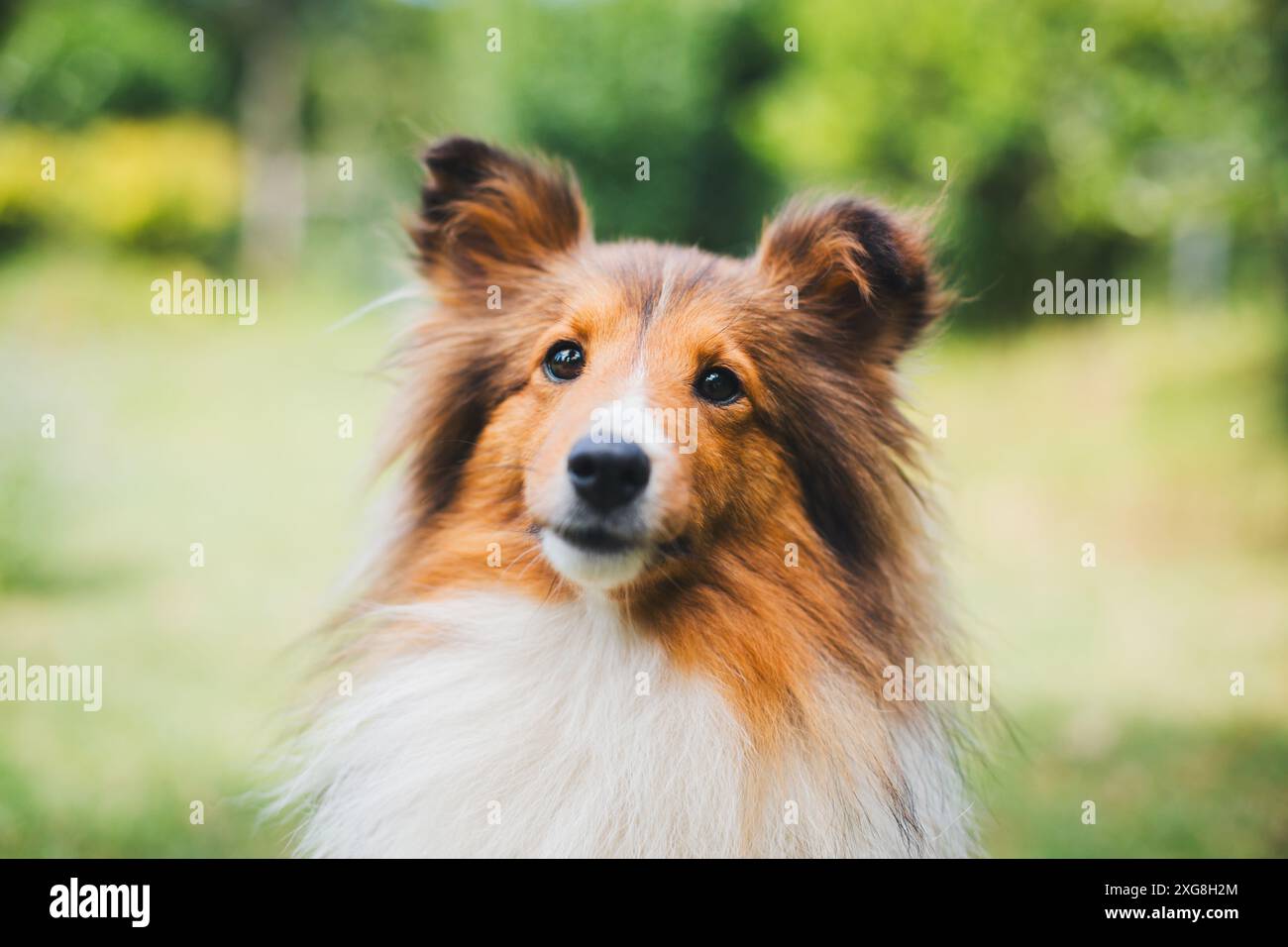 Shetland Sheepdog (Sheltie) Foto Stock