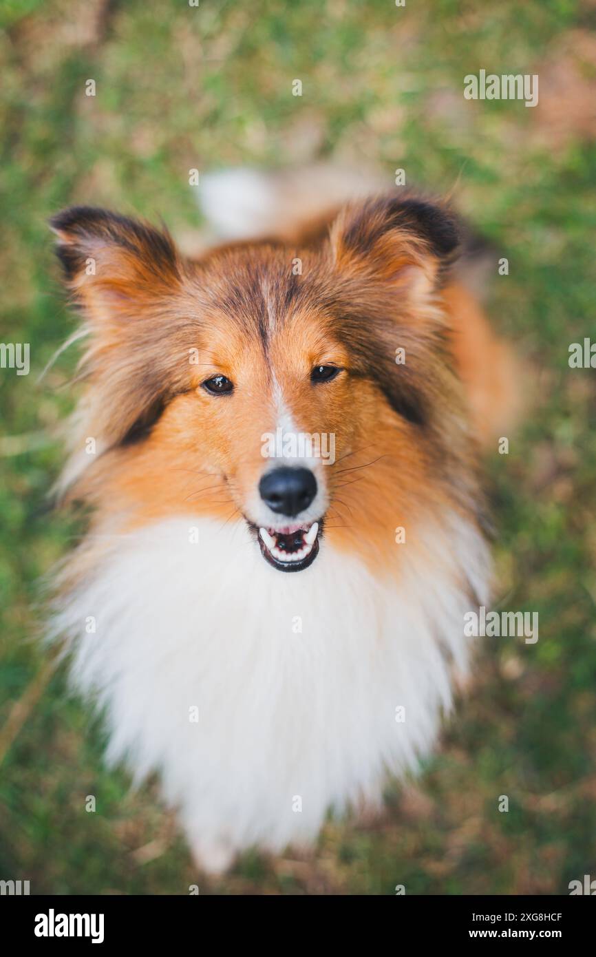 Shetland Sheepdog (Sheltie) Foto Stock