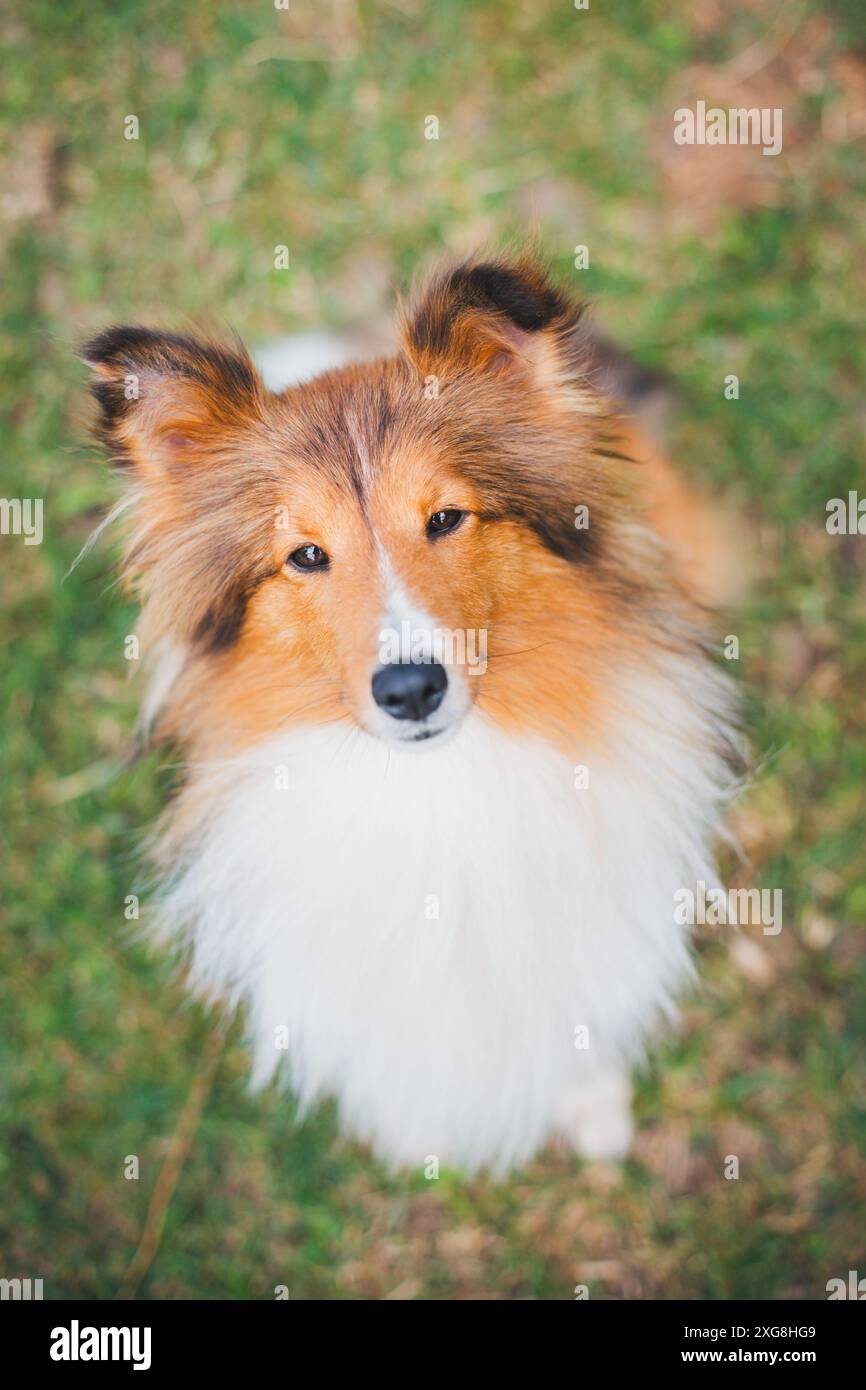 Shetland Sheepdog (Sheltie) Foto Stock