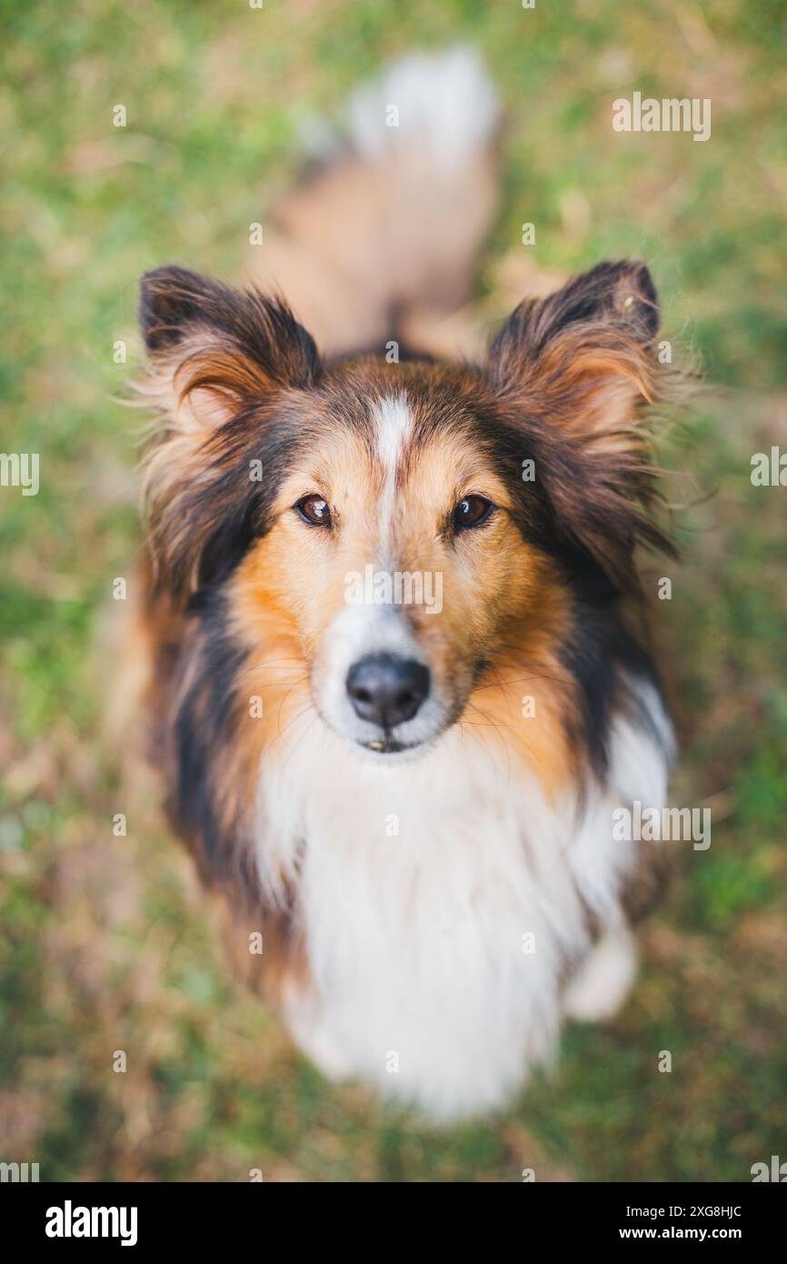 Shetland Sheepdog (Sheltie) Foto Stock