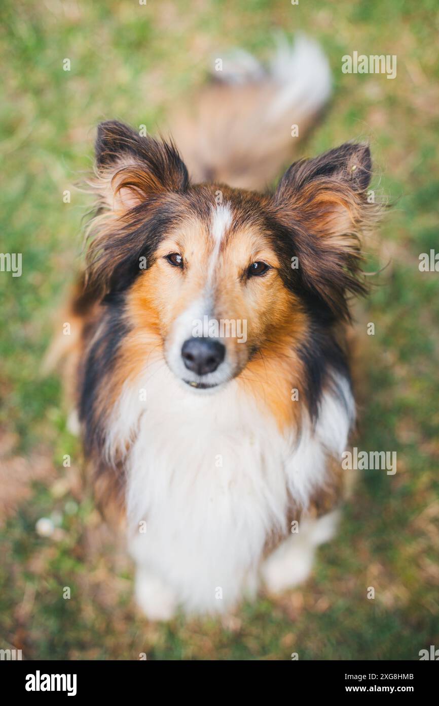 Shetland Sheepdog (Sheltie) Foto Stock