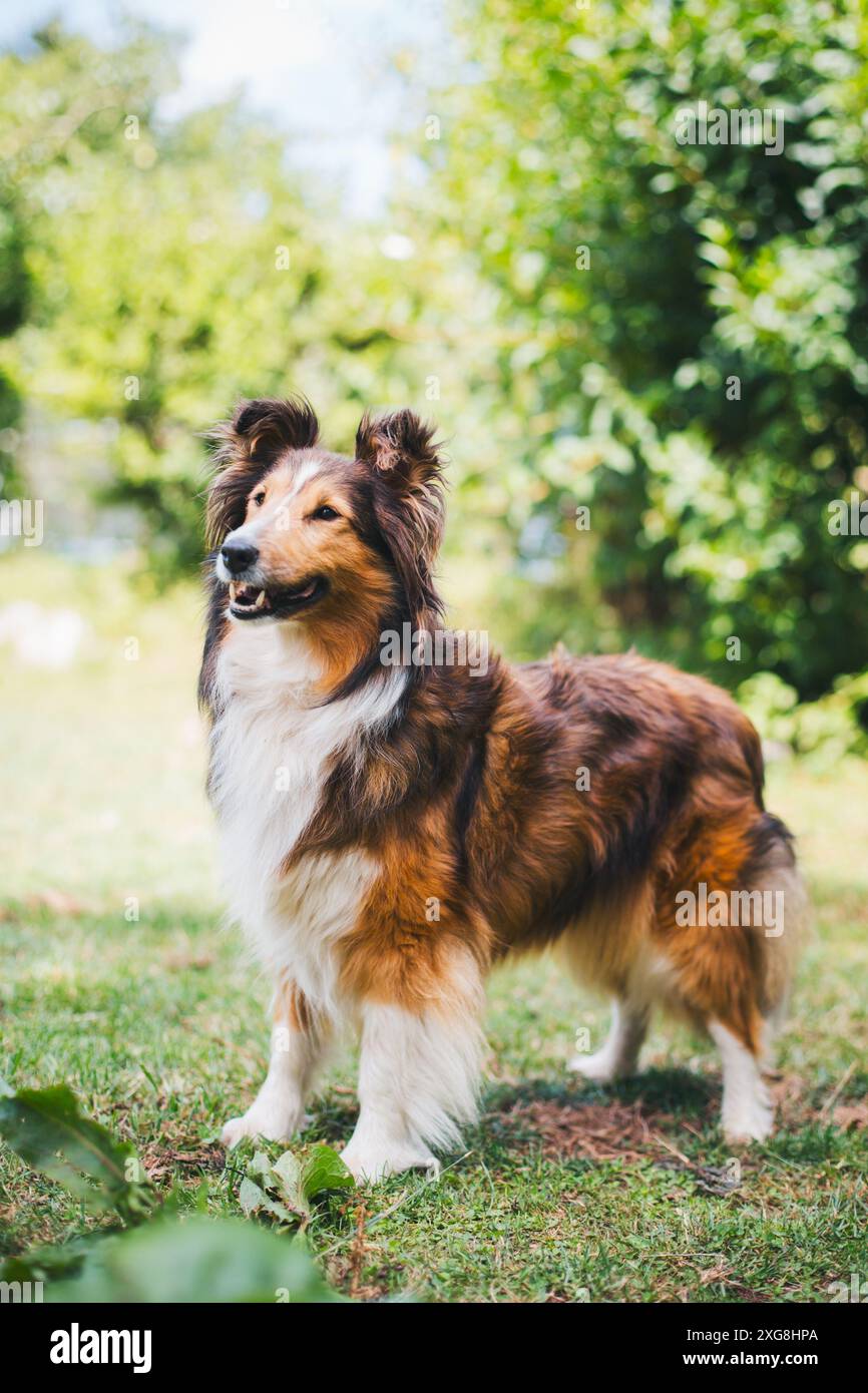 Shetland Sheepdog (Sheltie) Foto Stock