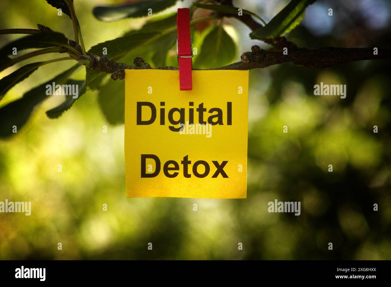 Una nota di carta gialla con le parole Digital Detox su di essa attaccata a un ramo d'albero con una spilla. Primo piano. Foto Stock