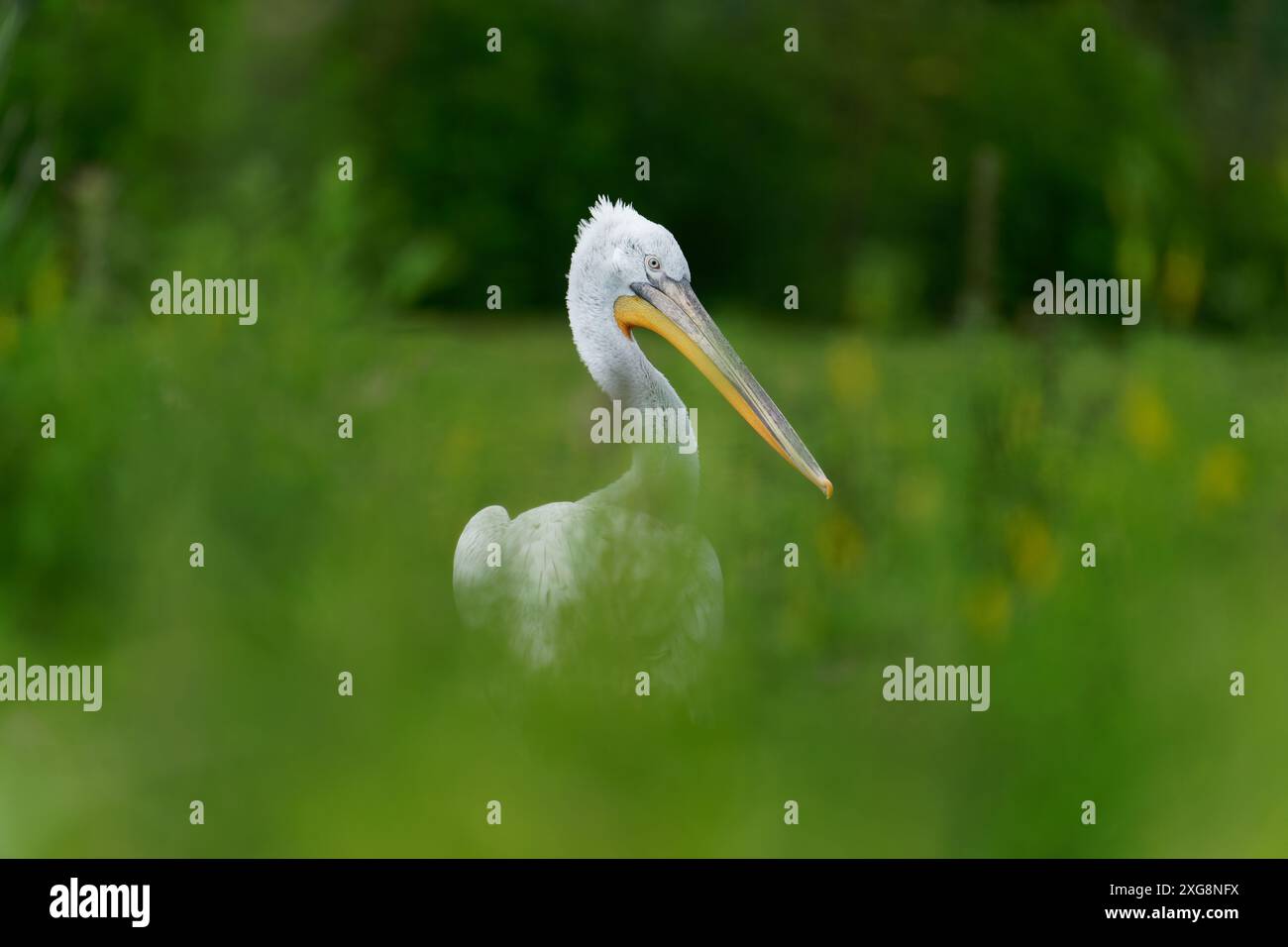 Dalmation pelican Pelecanus crispus originario dell'Europa orientale. Foto Stock