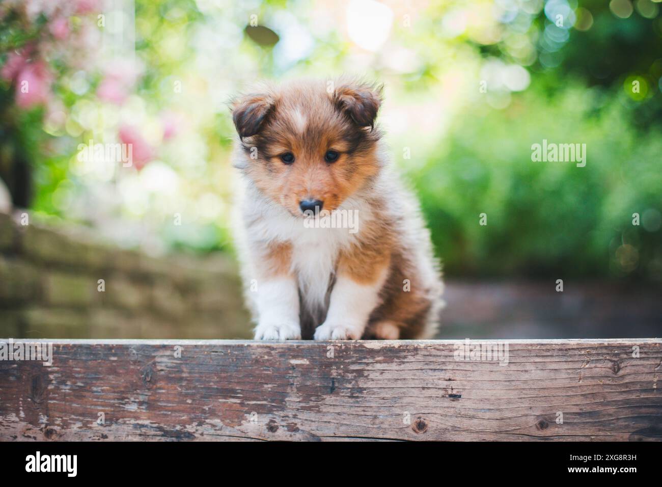 Shetland Sheepdog (Sheltie) cucciolo Foto Stock