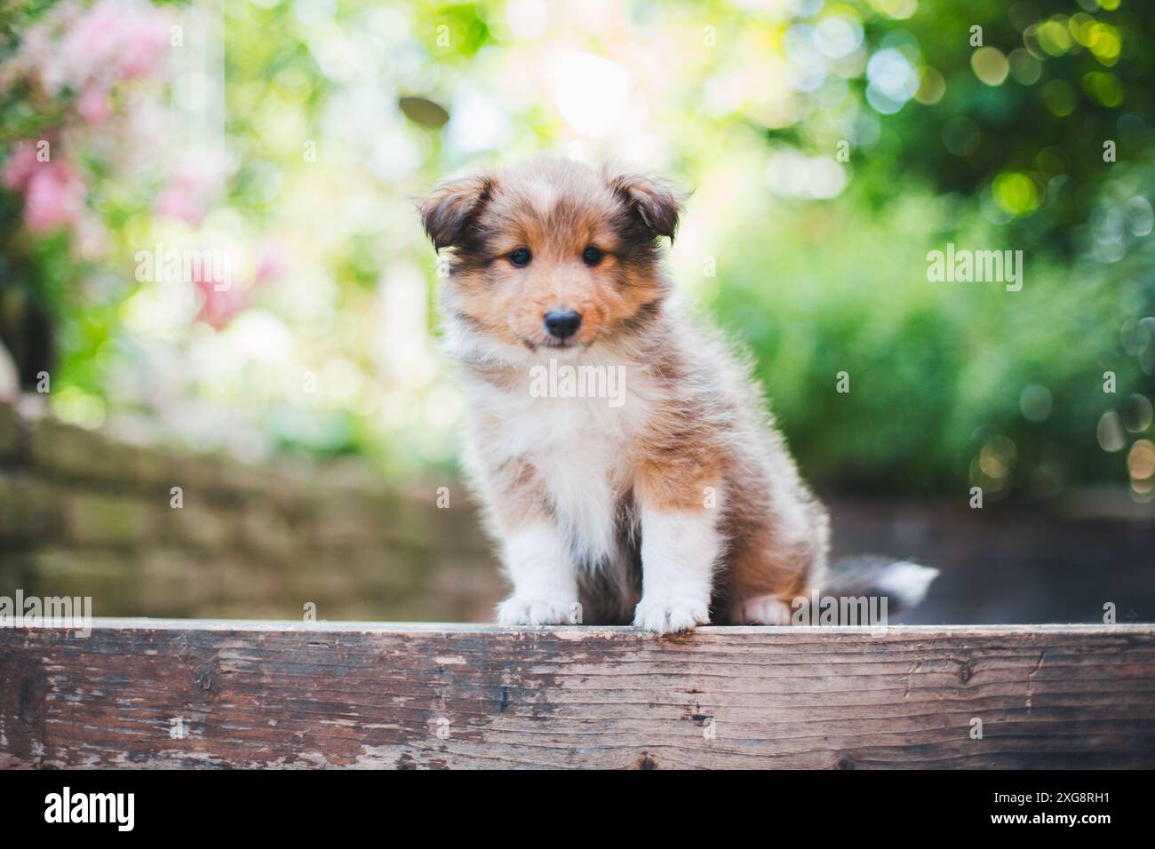 Shetland Sheepdog (Sheltie) cucciolo Foto Stock