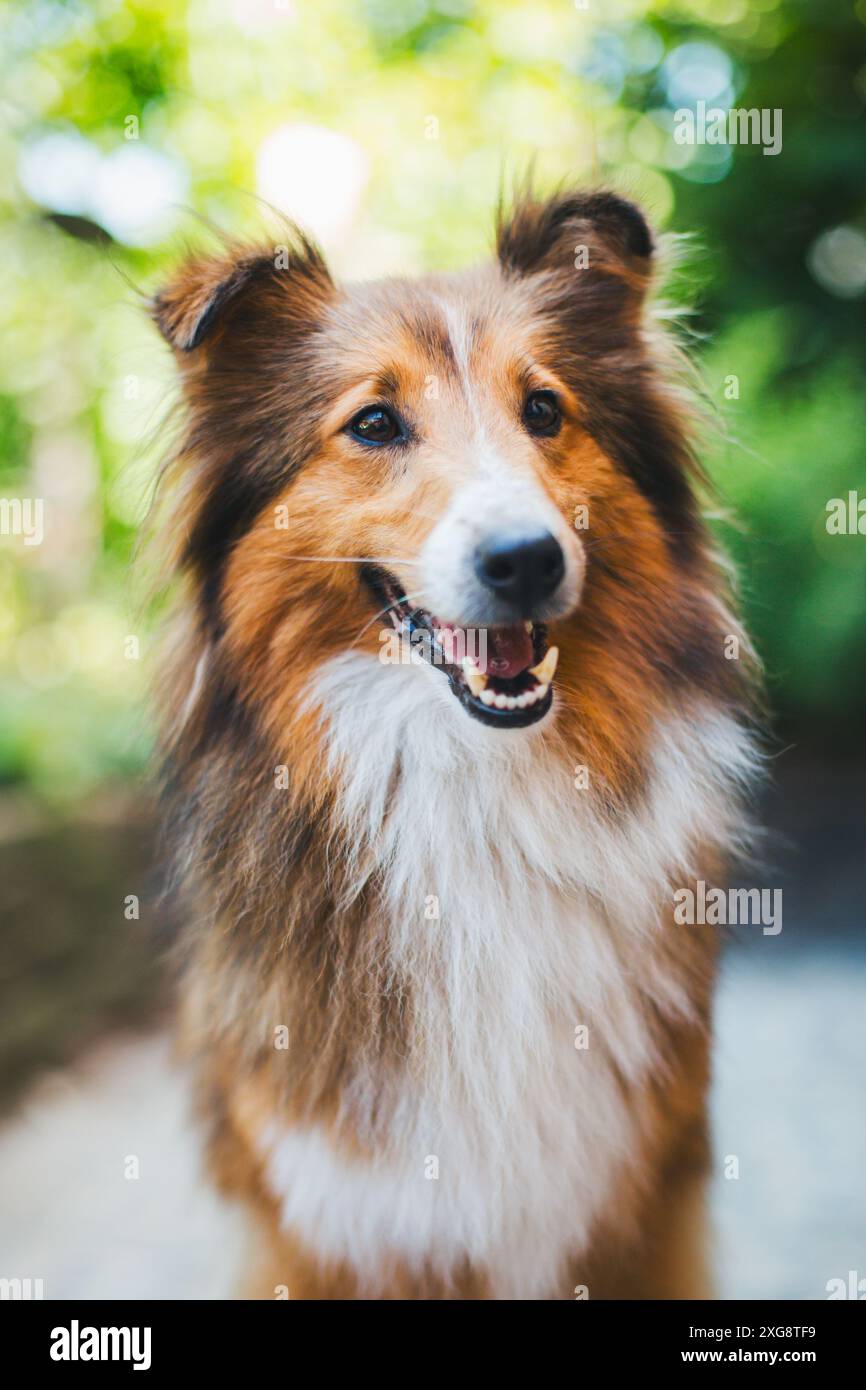 Shetland Sheepdog (Sheltie) Foto Stock