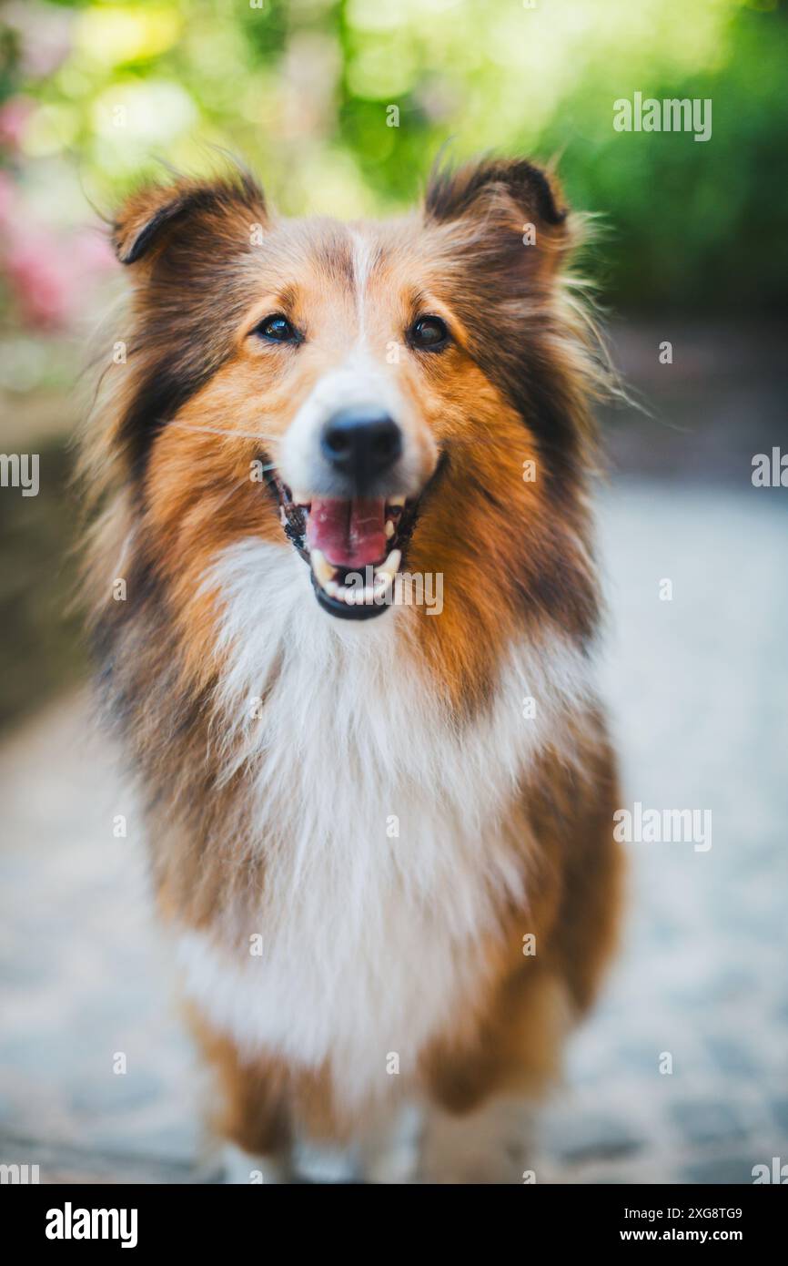 Shetland Sheepdog (Sheltie) Foto Stock